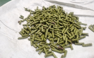 鋸末顆粒一噸能賺多少？顆粒機廠家給你算了一筆賬